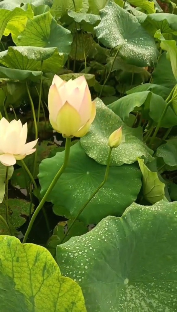 赏荷（图2）