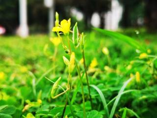 《小草》作者:张永昌‖主播:兴安杜鹃【中国现代诗歌文化传媒】徜徉诗的海洋，聆听天籁之声♬（图7）