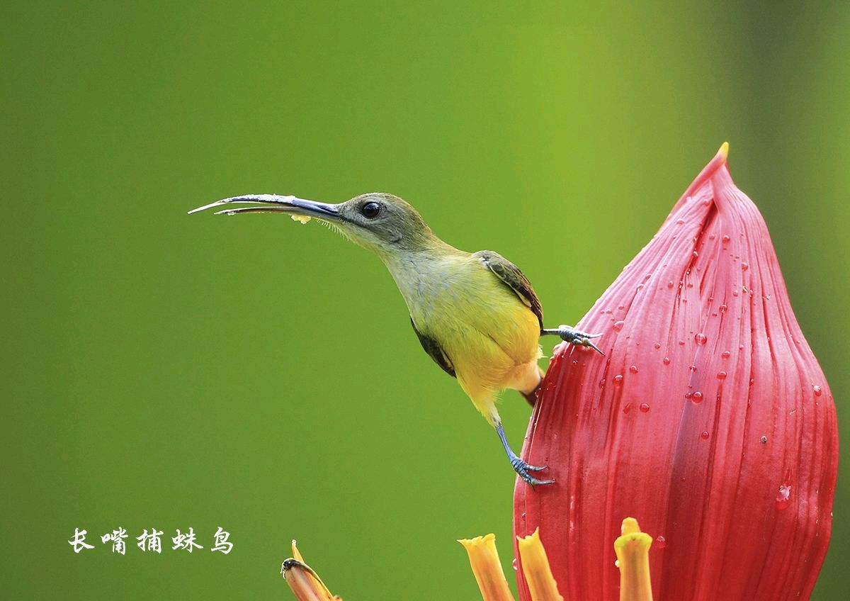 《我站在高山上看鸟—写在第一个全国生态日》联机全球发布叶子青青作品欣赏（图2）