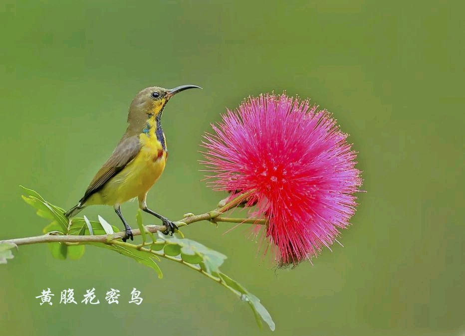 《我站在高山上看鸟—写在第一个全国生态日》联机全球发布叶子青青作品欣赏（图3）