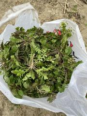 《采野菜》作者:李夫晨‖主播:兴安杜鹃【中国现代诗歌文化传媒】徜徉诗的海洋，聆听天籁之声♬（图4）