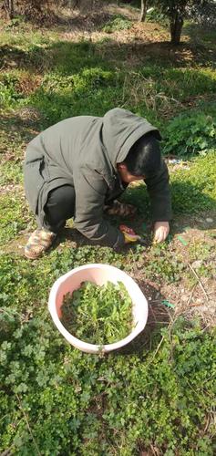 《采野菜》作者:李夫晨‖主播:兴安杜鹃【中国现代诗歌文化传媒】徜徉诗的海洋，聆听天籁之声♬（图6）
