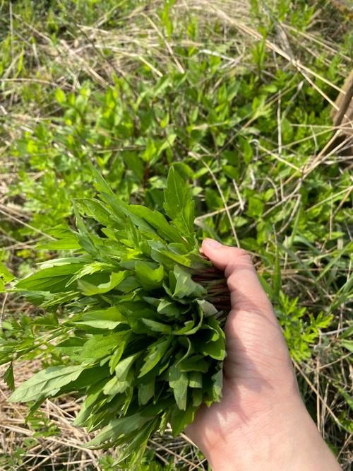 《采野菜》作者:李夫晨‖主播:兴安杜鹃【中国现代诗歌文化传媒】徜徉诗的海洋，聆听天籁之声♬（图5）