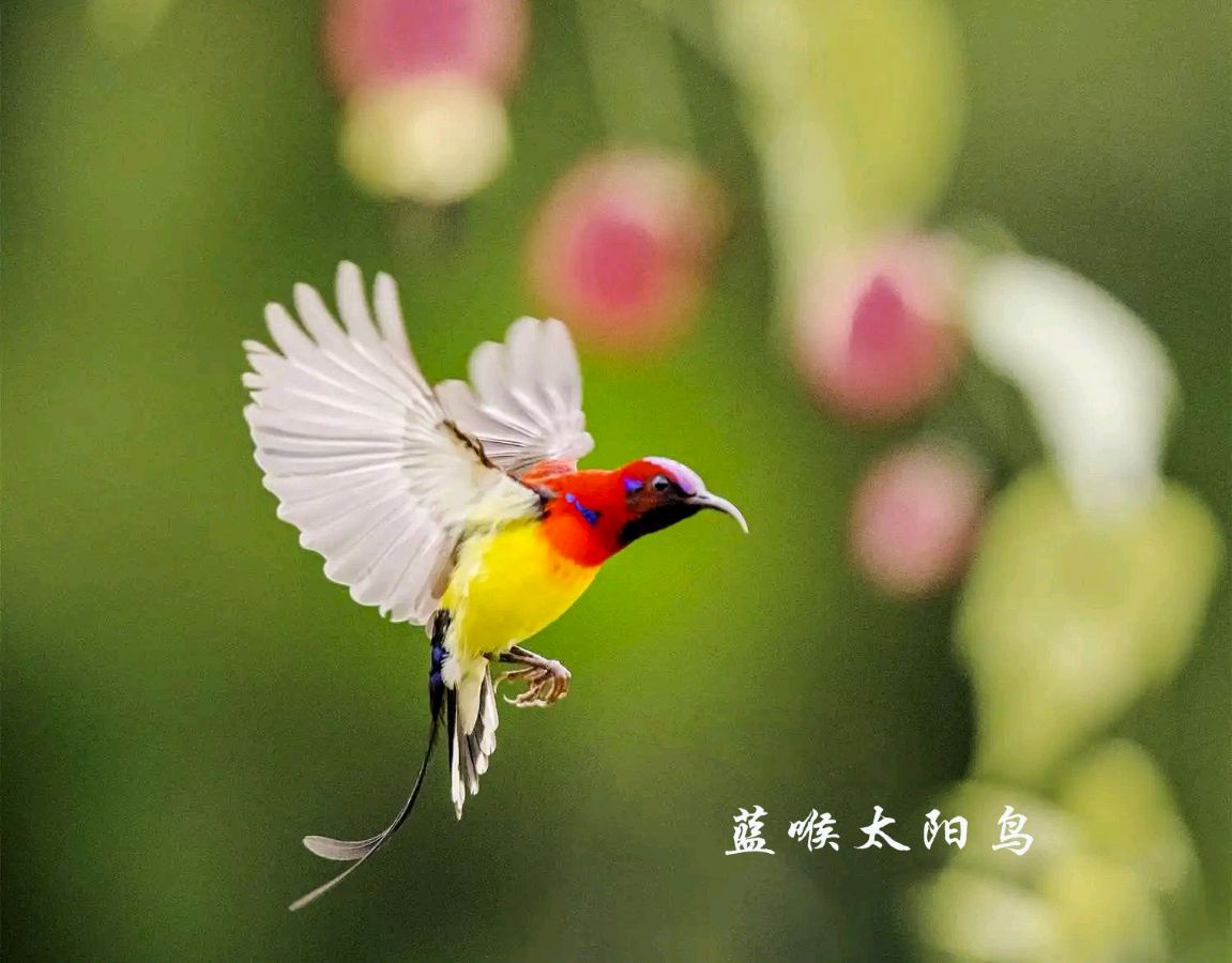 《我站在高山上看鸟—写在第一个全国生态日》联机全球发布叶子青青作品欣赏（图7）