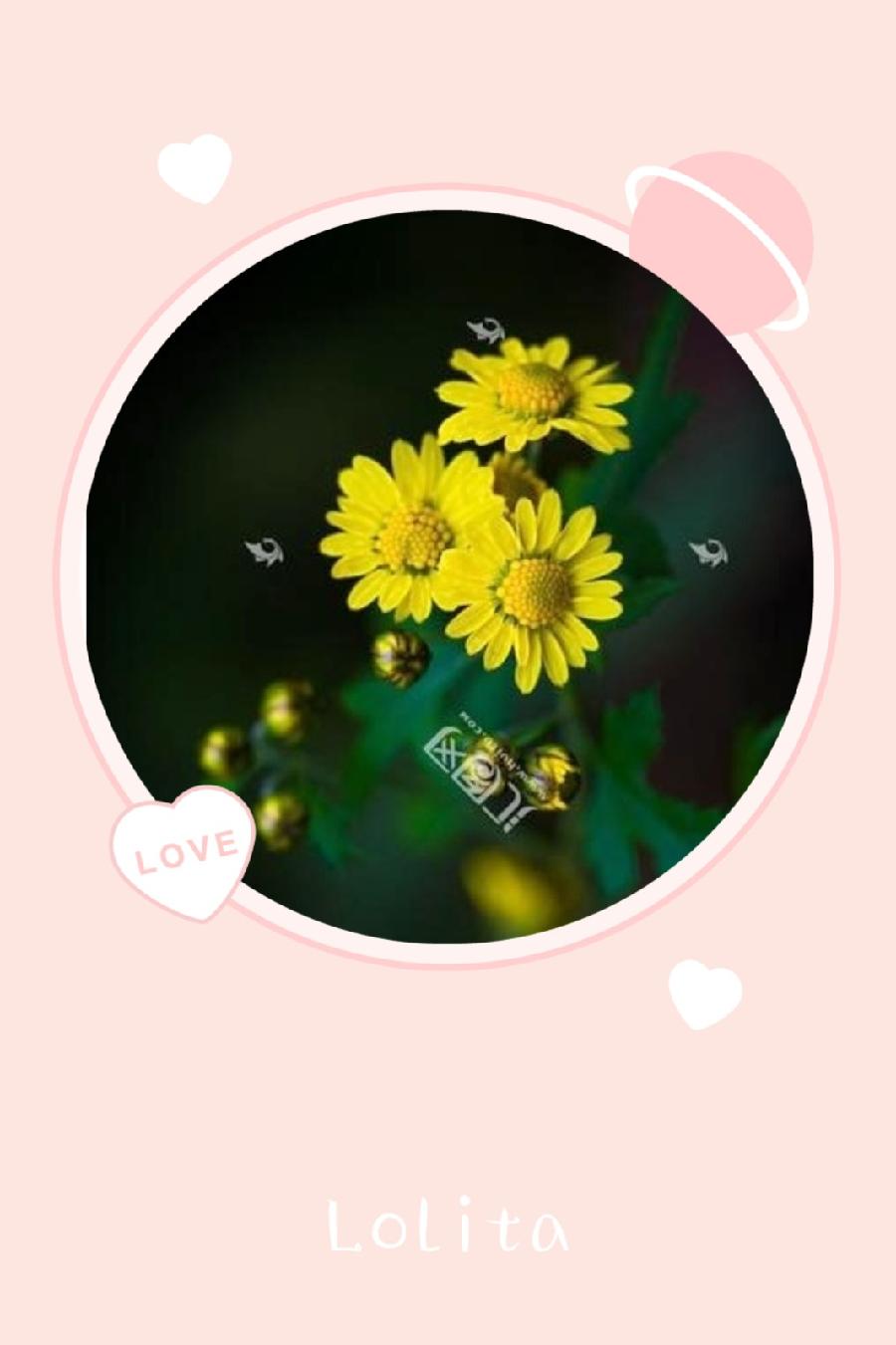 野菊