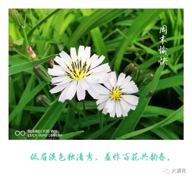 〔十六字令·梦〕三首 作者/樊龙（图4）