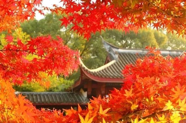 【中国长江文学社】有声文学平台《跨入九月的门楣歌唱》作者黄金鑫/诵读开心果/制作宋梅【第6405期】（图6）