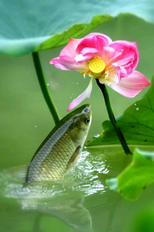 【荣耀中国】七律：荷花文／晚名居士（黑龙江鹤岗）（图3）