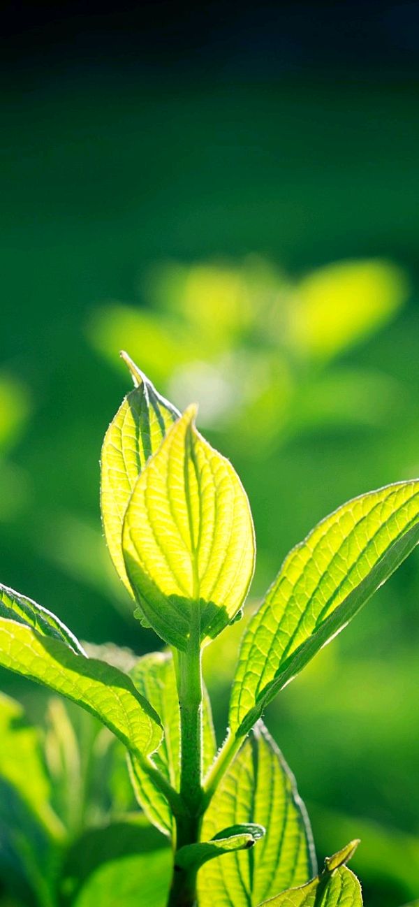 自然万物各有序～诗||李耀文（图8）