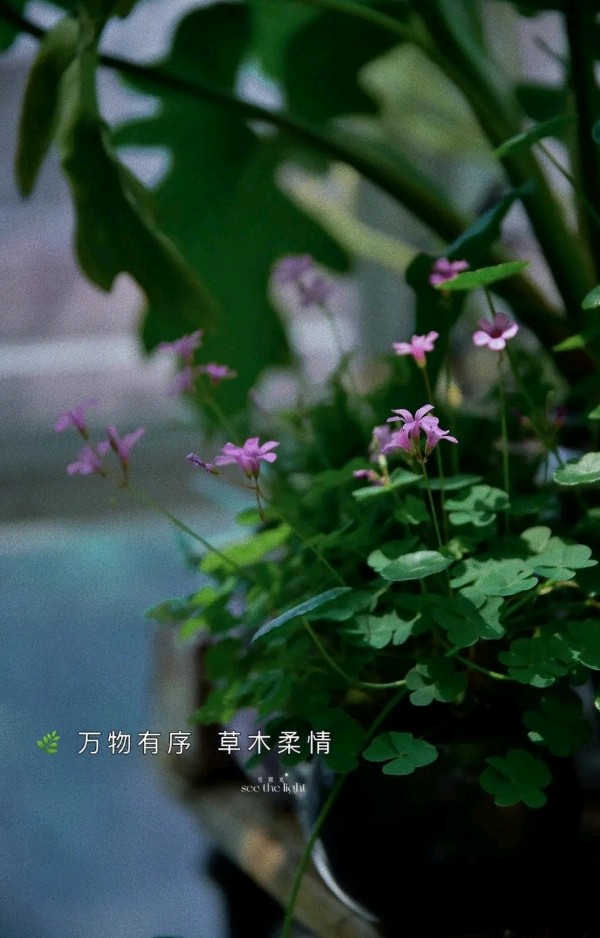 自然万物各有序～诗||李耀文（图9）
