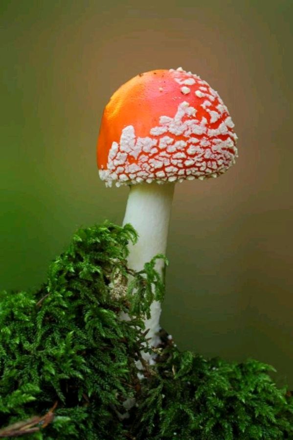 七律-花蘑菇(外二首)诗||白小文(图8)