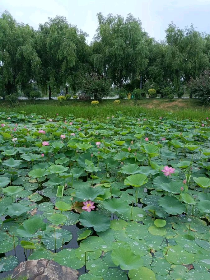 子寒的荷作者老北(吉林)编辑诗韵（图12）