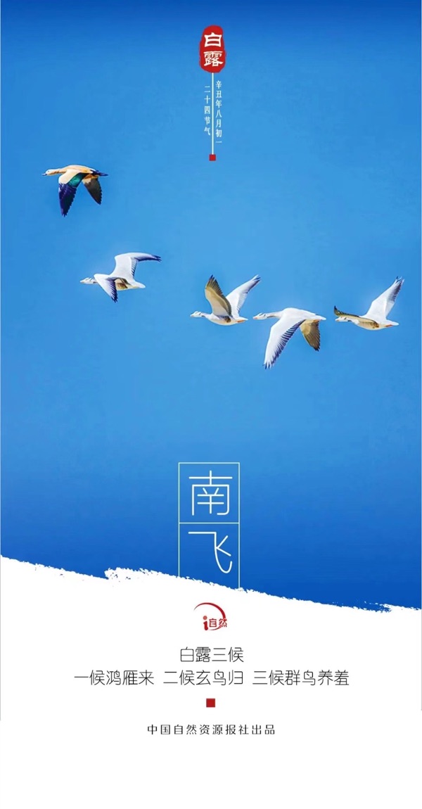 💖 题图微汉俳一组 - 白露三候 作者 / 正大光明 ( 哈尔滨 ）京津护头条