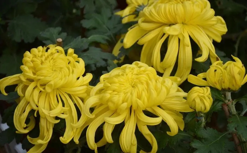 菊花2.webp 菊花2.webp