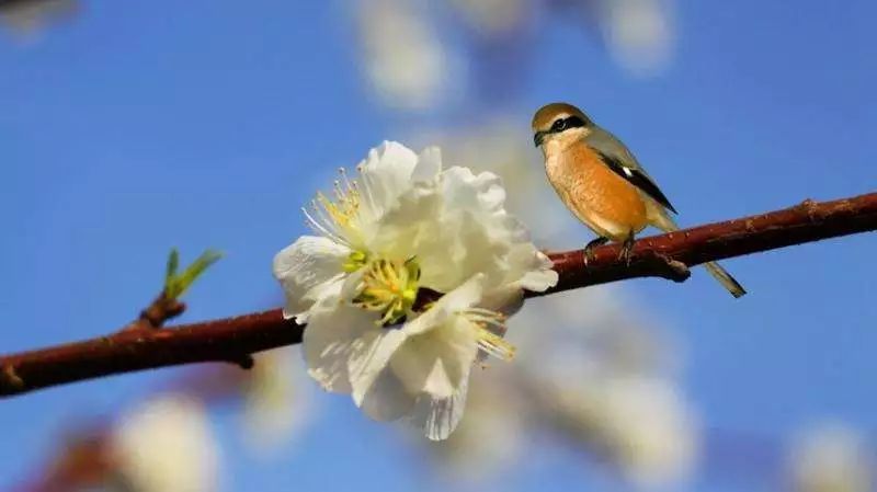 【中国长江文学社】有声文学平台《季节》作者开心/诵读早晨好/制作宋梅【第6429期】（图4）