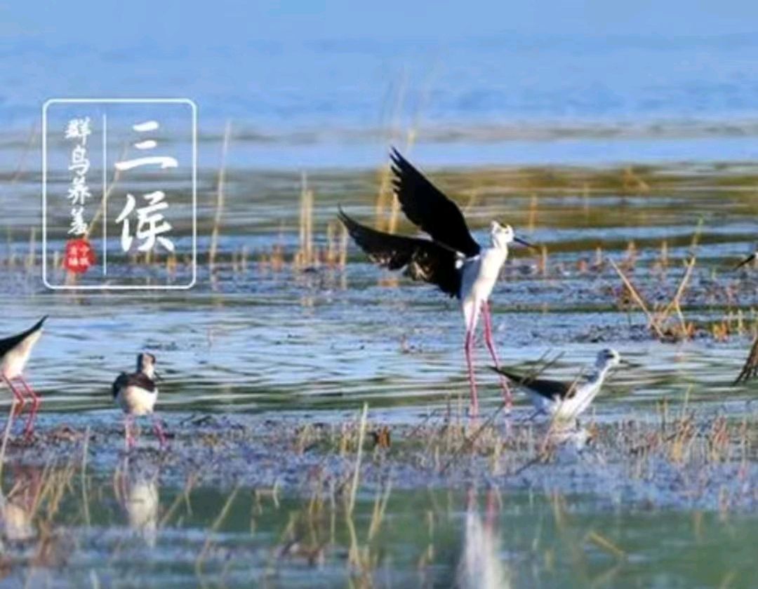 【荣耀中国】薛有毅老师诗词欣赏（图3）