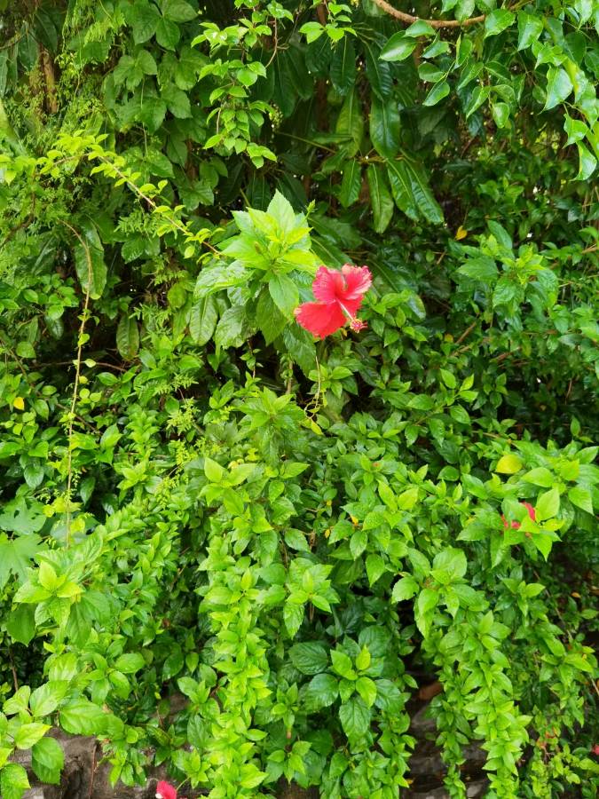 【荣耀中国】自家花园月季还在开（新韵）​作者/走遍天下​（图2）