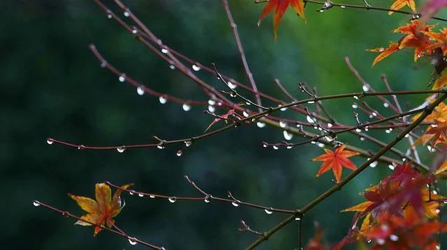 小雨中（外一首）文/林水火（福建）（图3）