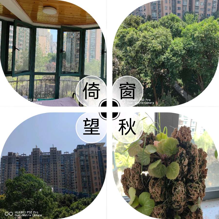 【✍锦园·随記】j36《📸摄影長安》（第十集）（图5）