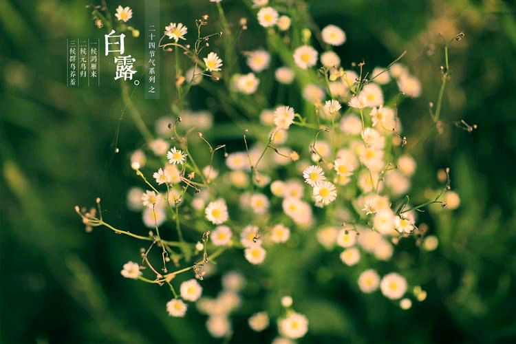 《白露》田兴才（图3）