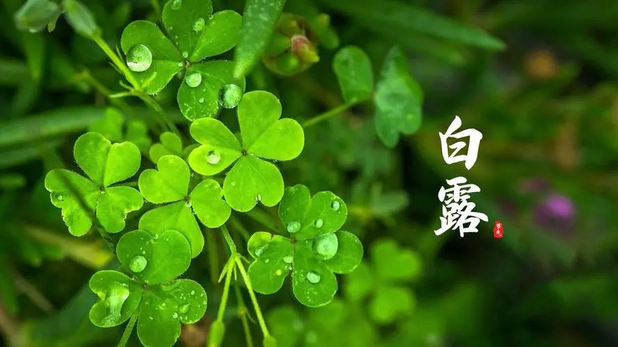 【新诗大观】白露悄然而至||文/村里女人(图2)