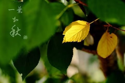 *诗词对联小辑*作者：青苹果（甘肃天水）【冰心文化传媒】（图3）
