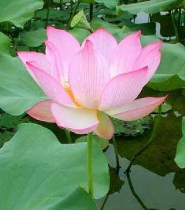 【中国长江文学社】《初秋漫笔 》作者李开英/诵读祥云/制作宋梅【第6439期】（图7）