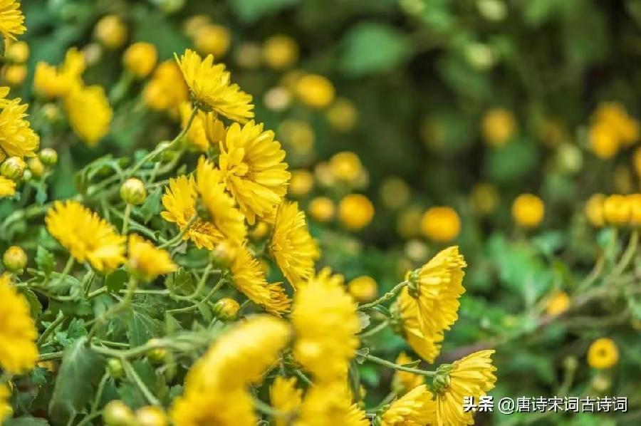 七律·红叶黄花秋意晚（文/韩满林）……莲叶之珠文学社（图3）