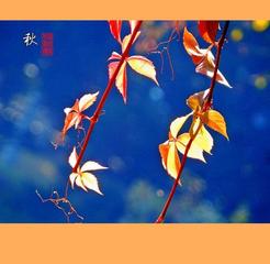 《秋来去》作者:田间布衣【主播:知语】【桃源国际诗歌集团】用声音传递温暖以诵读致敬人生♬（图7）