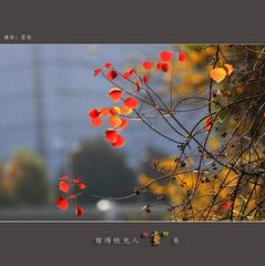 《秋来去》作者:田间布衣【主播:知语】【桃源国际诗歌集团】用声音传递温暖以诵读致敬人生♬（图6）