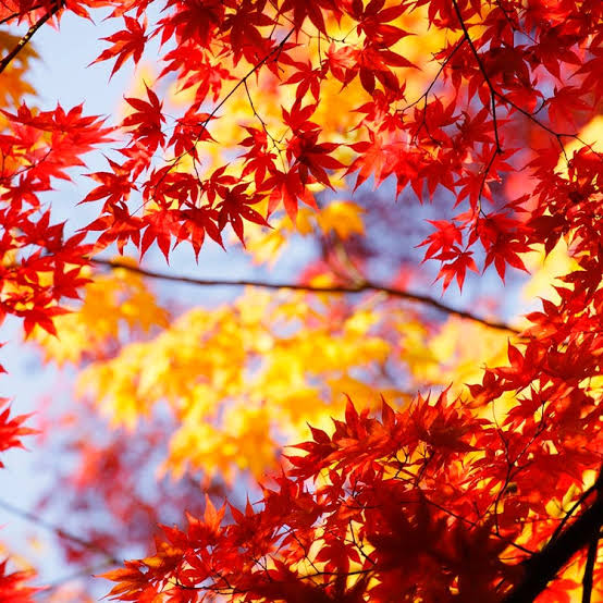 秋叶（图6）