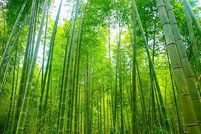 五绝三首（文/冯清明）……莲叶之珠文学社（图3）