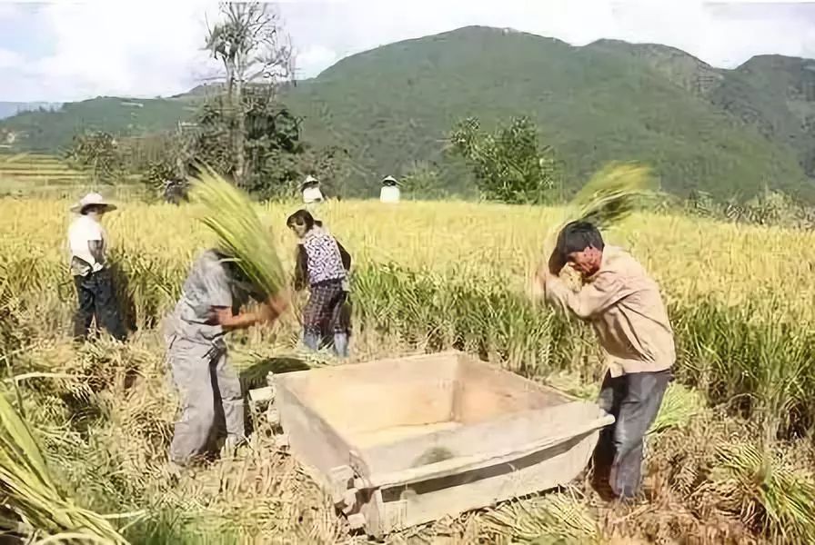 农事七绝二十首(文/张家贤)……莲叶之珠文学社(图10)