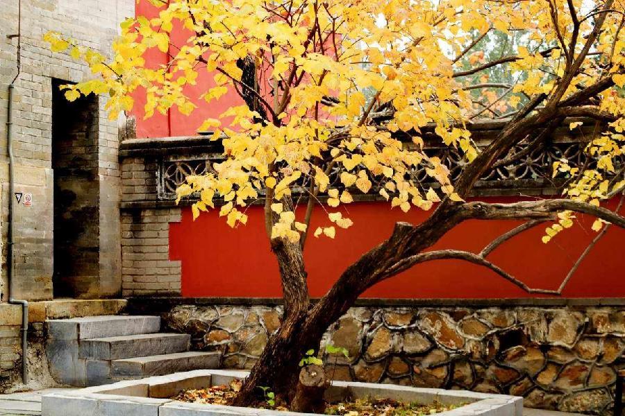任定安朗诵【秋之恋语】作者/雷金钟（图7）