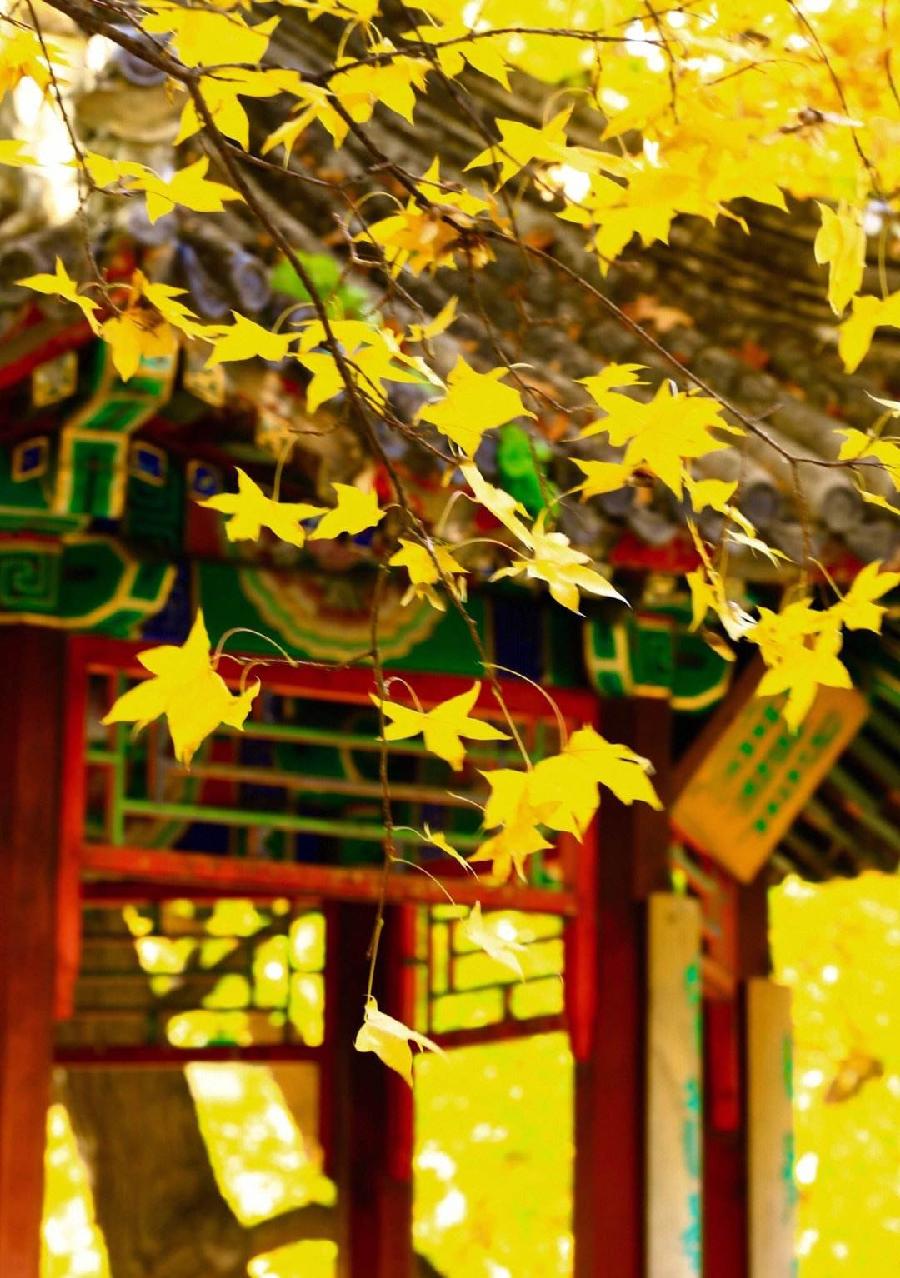任定安朗诵【秋之恋语】作者/雷金钟（图4）