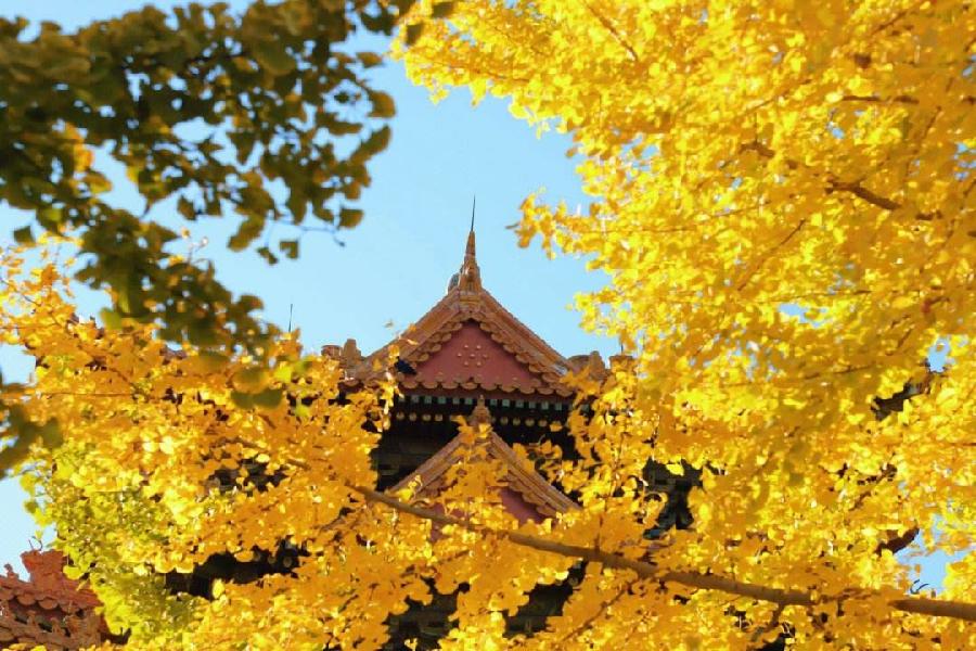 任定安朗诵【秋之恋语】作者/雷金钟（图5）
