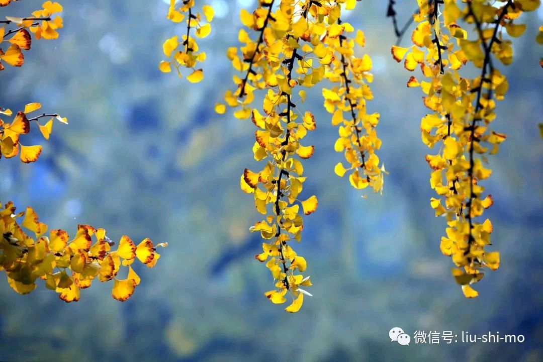 【中国长江文学社】有声文学平台《浅秋》作者张国林/诵读祥云/制作宋梅【第6431期】（图4）