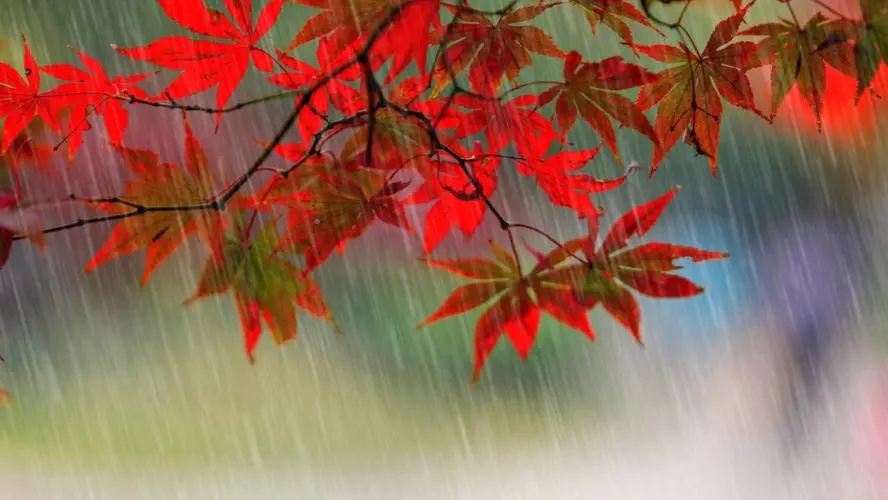 秋雨3.webp 秋雨3.webp