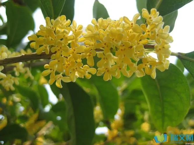 桂花1.webp 桂花1.webp