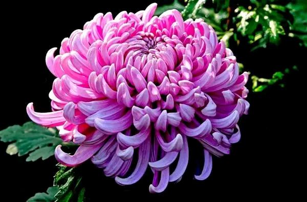 【诗词鉴赏】越溪春 菊(依欧阳修正体) 作者/李军鹏(图4)