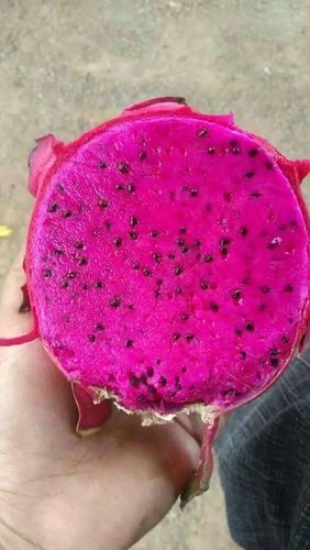 火龙果（图3）