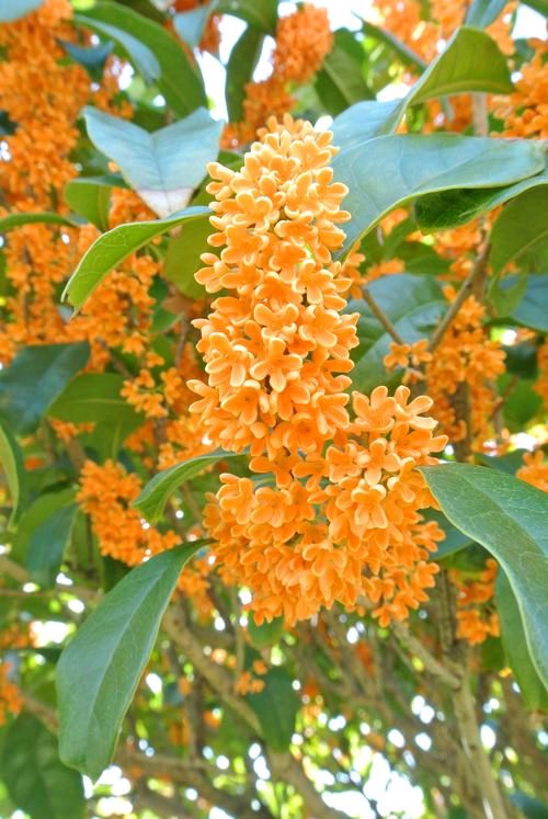 七绝-咏桂花～诗||郝文泉（图9）