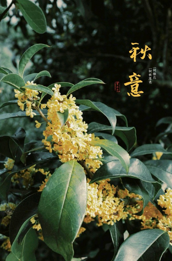 七绝-咏桂花～诗||郝文泉（图8）