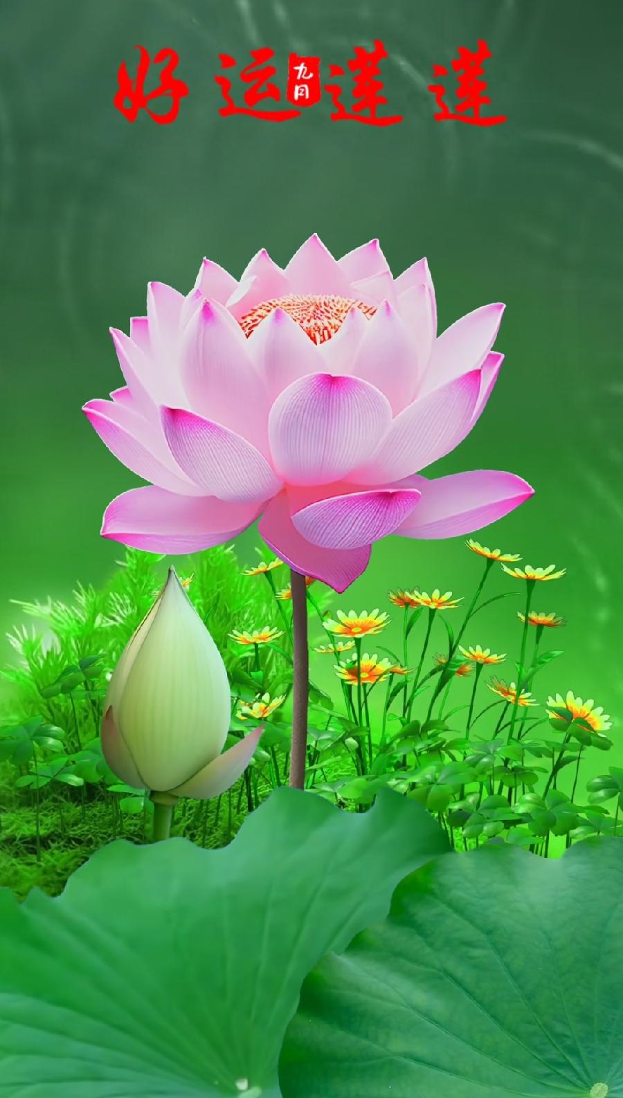 阌莲礼赞~文||张华(图16)