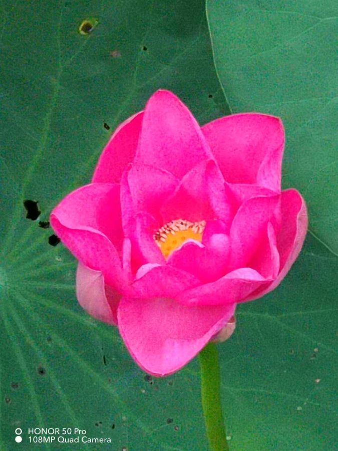 那一河——荷花~文||文君(图8)
