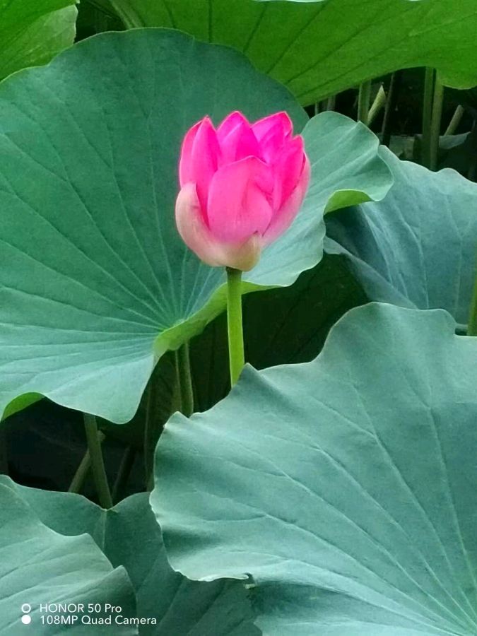 那一河——荷花~文||文君(图9)