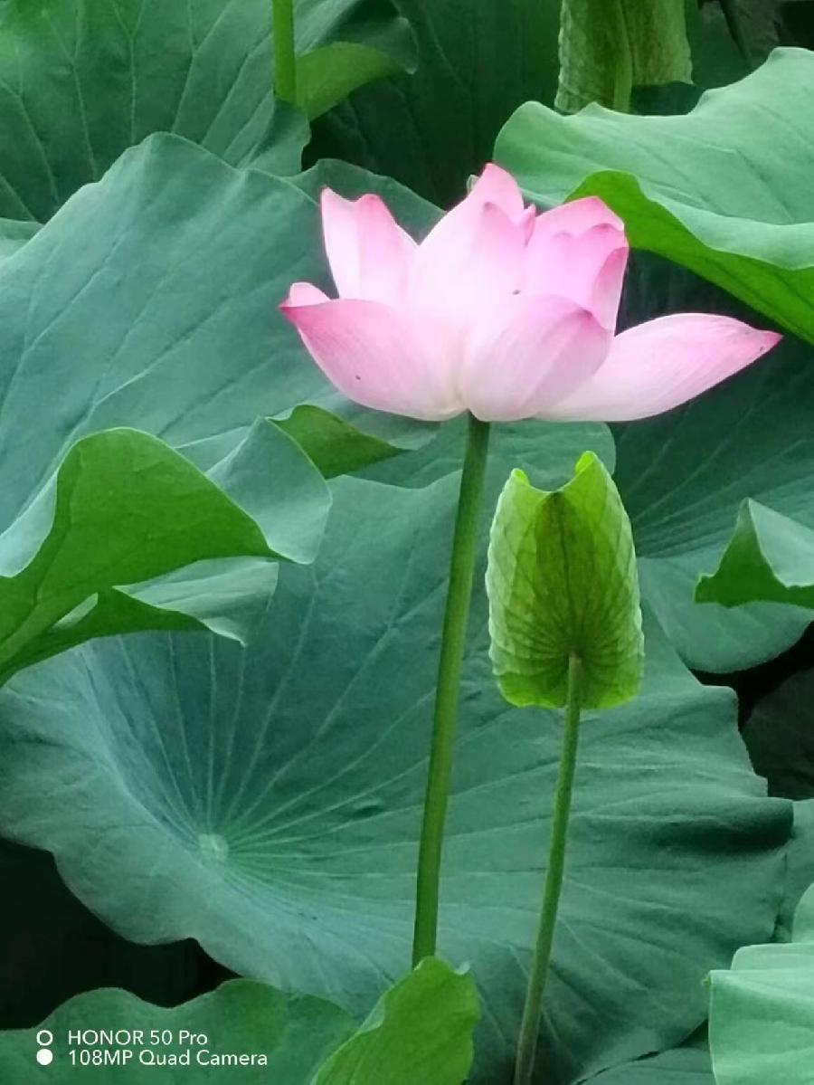 那一河——荷花~文||文君(图12)