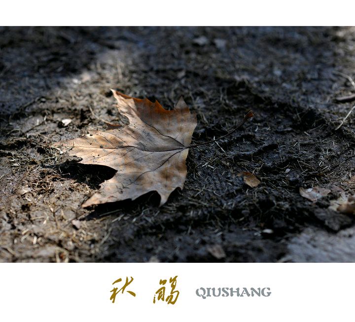 《秋风徐来不期而至的情殇》作者:任泳儒‖主播:临风省心【中国现代诗歌文化传媒】现代♬ 馨声（图5）
