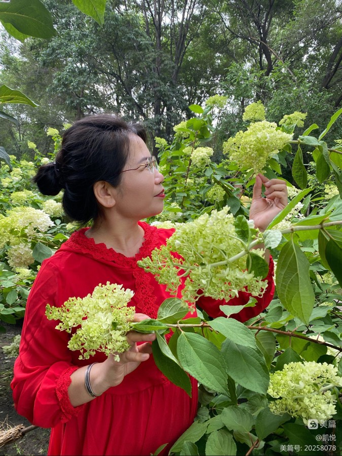 《绣球花，在九月的哈尔滨绽放》作者：郁芳 诵读：兴安杜鹃（图3）