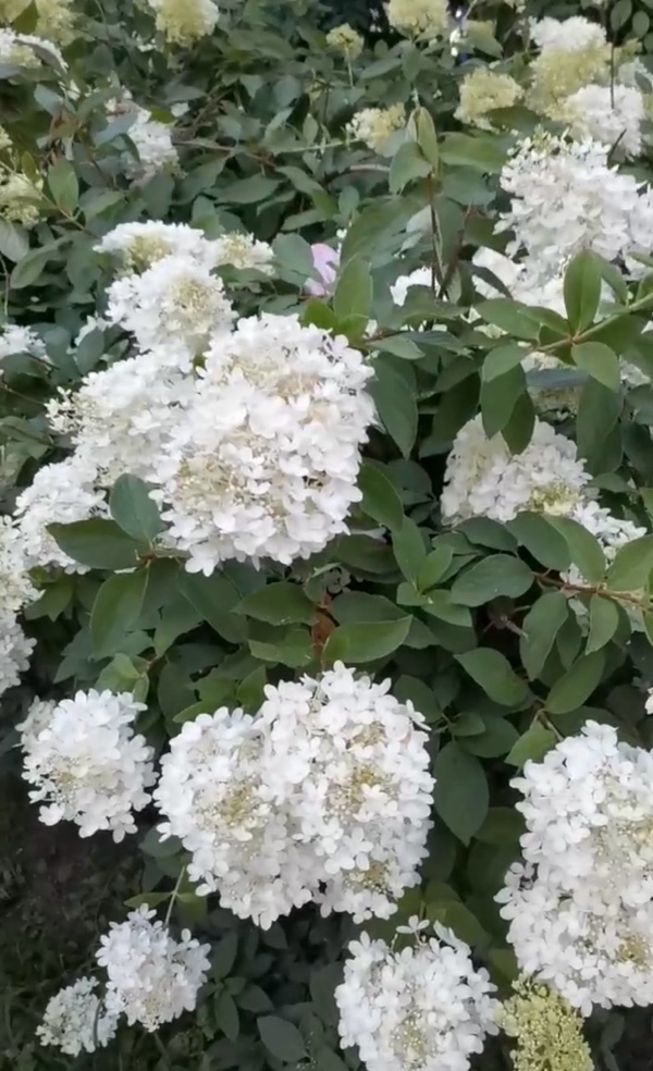 《绣球花，在九月的哈尔滨绽放》作者：郁芳 诵读：兴安杜鹃（图4）